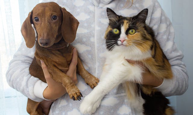 Socializing Your Dog With Cats Peacefully