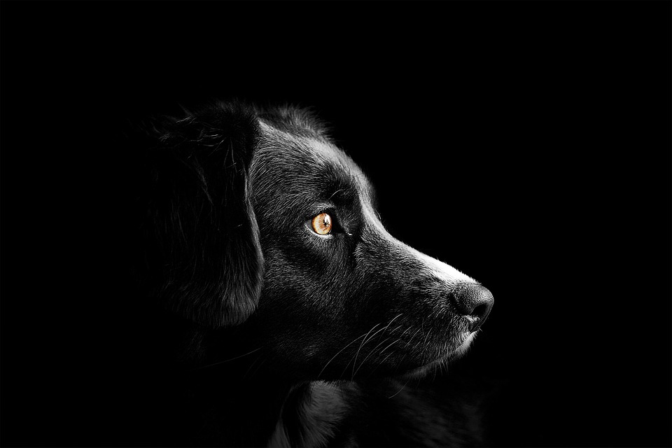 Barking Up the Right Tree: Tips for Choosing the Perfect Dog Breed for Your Lifestyle