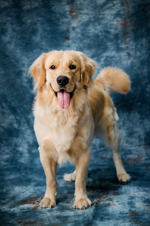 From Puppies to Senior Dogs: A Guide to Caring for Dogs at Every Life Stage