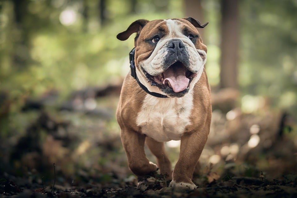 Unleashing the Power of Therapy Dogs: How These Four-Legged Friends Bring Comfort and Joy